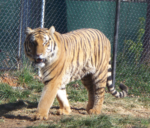 Tiger Burning Bright Tiger Burning Bright